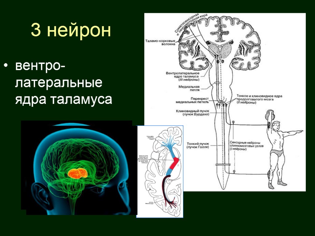 3 нейрон вентро-латеральные ядра таламуса